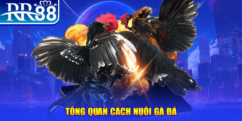 kuwingame VA Điện Tử