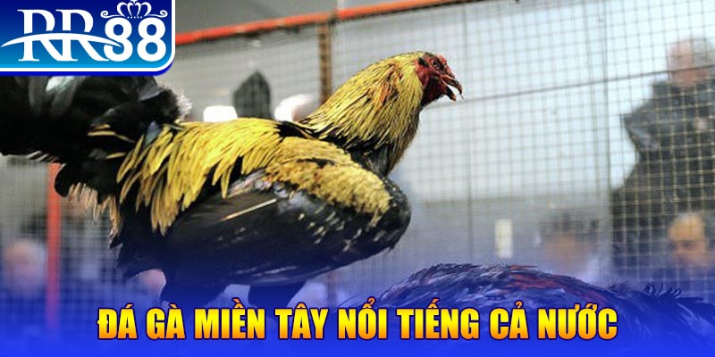 kuwingame JILI Game Bài 3d